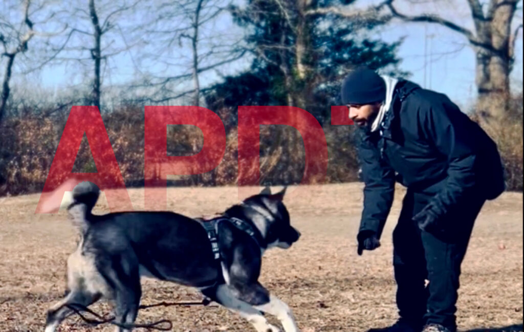 AKITA - Certified Dog Trainer