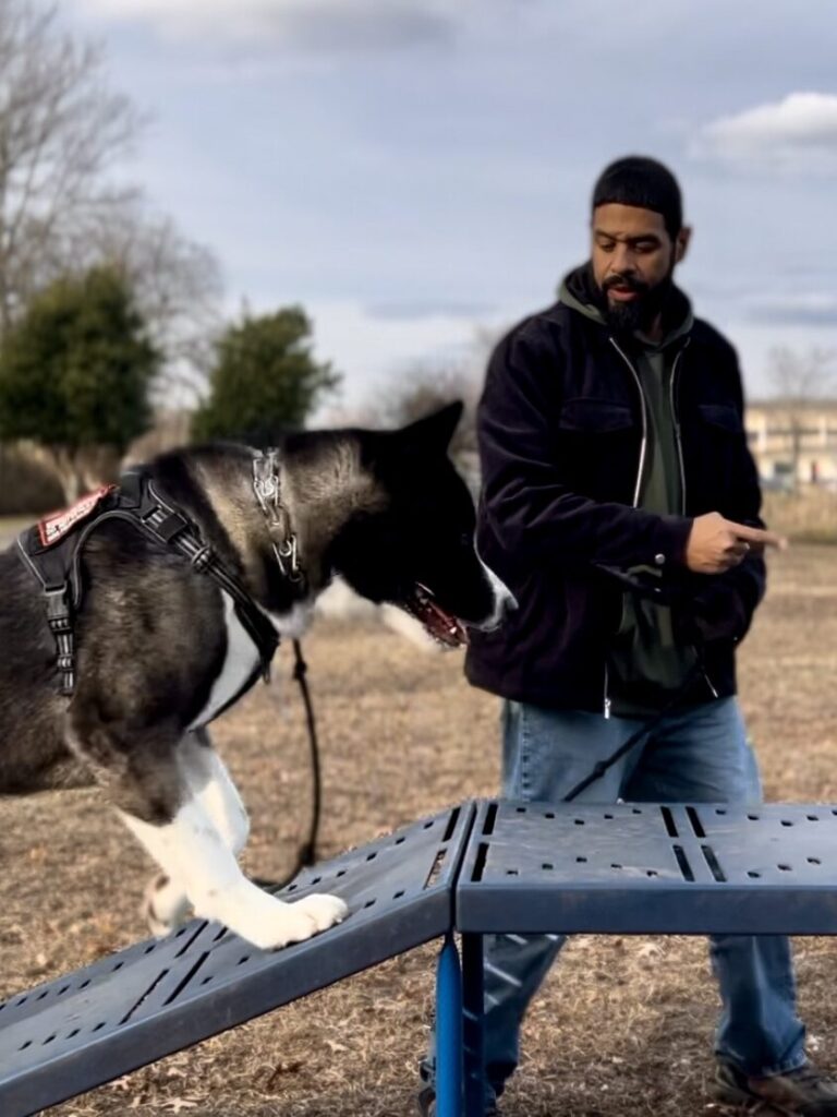 AKITA-Personal Dog Trainer